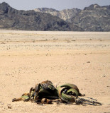 NAMIB DESERT WELWICHIA PLANTA.jpg