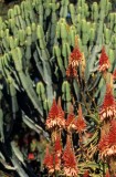 RSA - BLYDE RIVER CANYON - RED HOT POKERS.jpg AND EUPHORBS.jpg