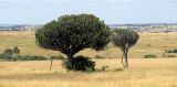 SERENGETI - EUPHORB.jpg