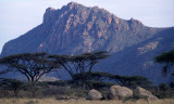 SHABA - ACACIA SCRUB AND MASSIFF A.jpg
