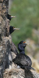 BIRD - CORMORANT - RED-FACED - COMMANDERS (13).jpg