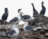 BIRD - CORMORANT - TEMMINCKS CORMORANT - SOUTHERN KURIL ISLANDS RUSSIA (38).jpg