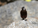 BIRD - FINCH - ARCTIC ROSY FINCH COMMANDERS FORM - COMMANDER ISLANDS (2).jpg