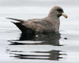 BIRD - FULMAR - NORTHERN FULMAR - OFF SOUTHERN TIP OF KAMCHATKA.jpg