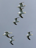 BIRD - GULL - GLAUCOUS GULL - KURIL ISLANDS RUSSIA (5).jpg