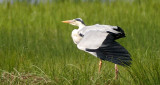 BIRD - HERON - GRAY HERON - EASTERN LAKE BAIKAL NEAR THE ULAN UDE FERRY STOP (22).jpg