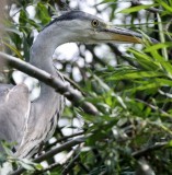 BIRD - HERON - GRAY HERONS - IN ROOKERY IN SELENGA DELTA - LAKE BAIKAL RUSSIA (42).jpg