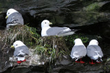 BIRD - KITTIWAKE - RED-LEGGED - COMMANDERS (19).jpg