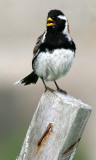 BIRD - LAPLAND LONGSPUR - MEDNY ISLAND COMMANDERS (7).jpg