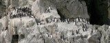 BIRD - MURRES - THICK AND THIN-BILLED - COMMANDERS RUSSIA (4).jpg