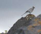 BIRD - WAGTAIL - WHITE WAGTAIL - KURIL ISLANDS SUBSPECIES - RUSSIA (7).jpg