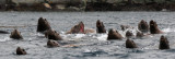 PINNIPED - SEA LION - STELLERS SEA LION - KAMCHATKA COASTAL WATERS (17).jpg