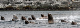 PINNIPED - SEA LION - STELLERS SEA LION - KAMCHATKA COASTAL WATERS (21).jpg
