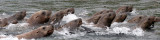 PINNIPED - SEA LION - STELLERS SEA LION - KAMCHATKA COASTAL WATERS (37).jpg