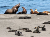 PINNIPED - SEA LION - STELLERS SEA LION OR NORTHERN SEA LION - MIXED COLONY WITH NORTHERN FUR SEALS - COMMANDERS (4).jpg