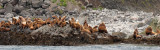 PINNIPED - SEA LION - STELLERS SEA LIONS - KURIL ISLAND GROUPS (18).jpg