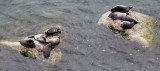 PINNIPED - SEAL - BAIKAL SEAL - NERPA - LAKE BAIKAL RUSSIA - -ON NORTH END OF OLKHON ISLAND - RARE SIGHTING (9).jpg