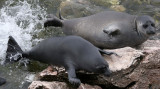 PINNIPED - SEAL - BAIKAL SEAL - NERPA - LAKE BAIKAL RUSSIA - NEAR USHKANY ISLANDS (206).jpg