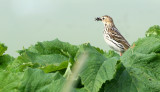 PIPIT - RED-THROATED - COMMANDER ISLANDS (2).jpg