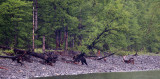 URSID - BEAR - BROWN BEAR - EUROPEAN - LAKE BAIKAL SHORES OF THE BROWN BEARS (30).jpg