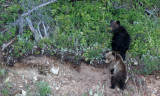 URSID - BEAR - BROWN BEAR MOM WITH CUBS IN SHORES OF THE BROWNBEARS - LAKE BAIKAL (69).jpg