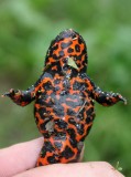 AMPHIBIAN - TOAD - ORIENTAL FIRE-BELLIED TOAD - PRIMORYE RUSSIA - KEDROVAYA PAD  (15).jpg