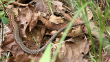 REPTILE - LIZARD - AMUR LONG-TAILED LIZARD - PRIMORYE RUSSIA - LAZOVSKY   (3).jpg