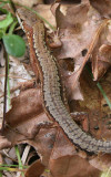 REPTILE - LIZARD - AMUR LONG-TAILED LIZARD - PRIMORYE RUSSIA - LAZOVSKY   (5).jpg