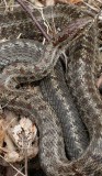 REPTILE - SNAKE - CHICKEN SNAKE - PATTERNED CHICKEN SNAKE - PRIMORYE RUSSIA - LAZOVSKY   (17).jpg