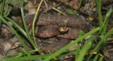 REPTILE - SNAKE - MAMUSHI SPECIES - PRIMORYE RUSSIA - LAZOVSKY   (6).jpg