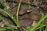 REPTILE - SNAKE - MAMUSHI SPECIES - PRIMORYE RUSSIA - LAZOVSKY   (8).jpg