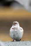 BIRD - BUNTING - SNOW BUNTING - SVALBARD.jpg