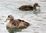 BIRD - DUCK - EIDER - COMMON EIDER - SVALBARD (5).jpg