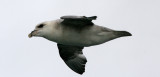 BIRD - FULMAR - NORTHERN FULMAR - SVALBARD (6).jpg