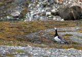 BIRD - GOOSE - BARNACLE - SVALBARD (5).jpg