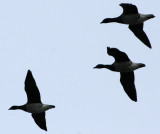 BIRD - GOOSE - BRENT GOOSE - SVALBARD (8).jpg