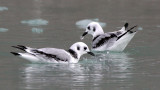 BIRD - KITTIWAKE - BLACK-LEGGED - SVALBARD (44).jpg