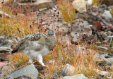 BIRD - PTARMIGAN - ROCK PTARMIGAN - SVALBARD (37).jpg