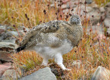 BIRD - PTARMIGAN - ROCK PTARMIGAN - SVALBARD (38).jpg