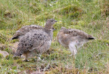 BIRD - PTARMIGAN - ROCK PTARMIGAN - SVALBARD (48).jpg