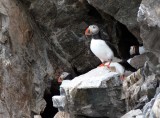 BIRD - PUFFIN - ATLANTID PUFFIN - SVALBARD (42).jpg