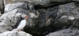 BIRD - PUFFIN - ATLANTID PUFFIN - SVALBARD (66).jpg