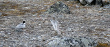 BIRD - TERN - ARCTIC TERN - SVALBARD (27).jpg