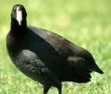 BIRD - AMERICAN COOT - SACRAMENTO VALLEY D.jpg