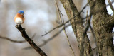BIRD - BLUEBIRD - EASTERN BLUE BIRD - LINCOLN MARSH ILL (9).JPG