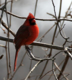 BIRD - CARDINAL - NORTHERN CARDINAL - PRATT'S WAYNE WOODS PRESERVE ILLINOIS (5).jpg