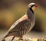 BIRD - CHUKAR - DEATH VALLEY D.jpg