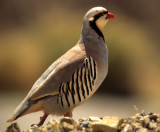 BIRD - CHUKAR-DEATH VALLEY NP 1.jpg