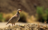 BIRD - CHUKAR-DEATH VALLEY NP.jpg