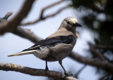 BIRD - CLARKS NUTSCACKER - CRATER LAKE OREGON B.jpg